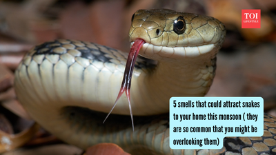 5 smells that could attract snakes to your home this monsoon ( they are so common that you might be overlooking them)