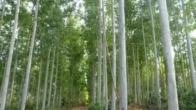 Scientists grew the same invasive plants in Europe and North America and found 91% showed this strange behavior in new environment