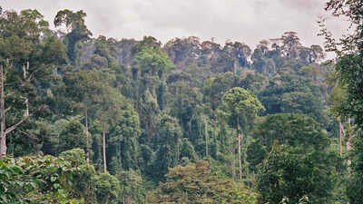 Scientists cut climbing vines from a damaged Borneo forest. Its canopy then grew three times faster, and the method may cost 10 times less than tree planting