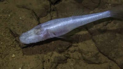 A scientist slipped into a pool beneath a US military base and found a fish later named ‘demon cavefish’ after the Demogorgon from Stranger Things