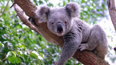 DNA from 457 koalas suggests the species nearly went extinct 100,000 years ago, before humans reached Australia