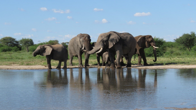 South Africa released 11 formerly captive elephants onto wild reserves; five years later, their behaviour closely matched elephants that had never lived in captivity