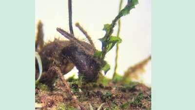 The Amazon’s zombie fungus manipulates ants into biting plants before death; scientists have now found it living silently inside mosses more than 10 metres away