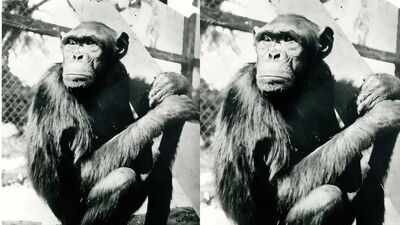 Famous chimpanzees solved puzzles that changed how humans understood intelligence, but their move to Berlin had a tragic ending