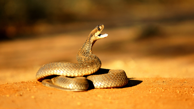 A 72-year-old man in China cut off a cobra’s head and picked it up five minutes later; it bit his palm, and doctors spent two months saving his hand