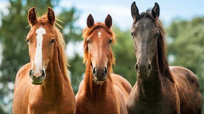 Scientists showed horses silent videos of wolves and found their hearts raced even when they showed no obvious fear, raising new questions for riders and handlers