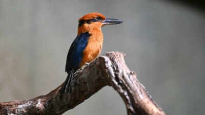 In the 1980s, Guam’s kingfisher vanished from the wild after invasive snakes devastated the island’s birds: The last 29 were rescued and four new chicks are now helping rebuild the species |