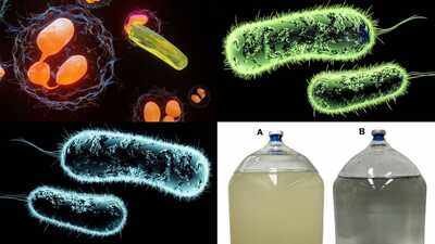 Uranium-Eating Bacteria: Scientists discover uranium-eating bacteria that could help clean up radioactive mine water