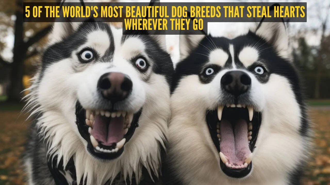 5 of the world’s most beautiful dog breeds that steal hearts wherever they go