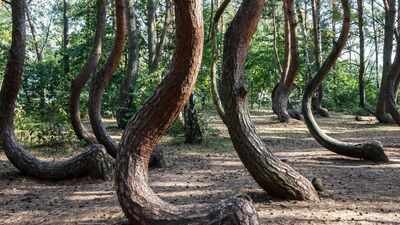 Scientists are racing to solve the mystery of Poland’s 90-year-old Crooked Forest before its bizarre C-shaped pine trees die out forever |