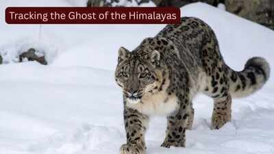Scientists fitted GPS collars on four elusive snow leopards, known as the ‘Ghosts of the Himalayas,’ to uncover their secret lives; the breakthrough could transform wildlife tourism