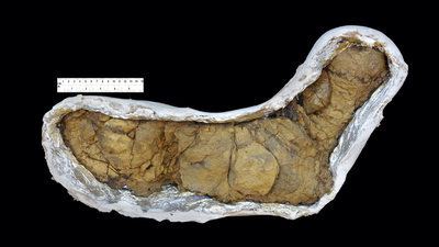 Scientists discovered that animal poop travelled across oceans 540-million-years ago and triggered the evolution of life on earth |