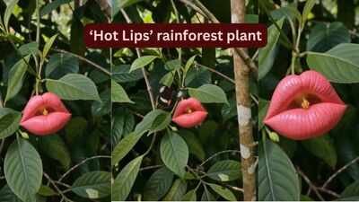 Looking exactly like deep red human lips, blooming only for a short time: Meet the rare rainforest flower ‘Hooker’s Lips’ that fools almost everyone