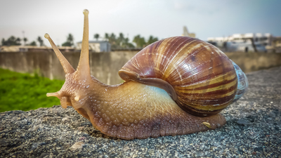 Invasive Species India: In the 1840s, this African snail reached India decades ago and now appears in gardens and farms across the country