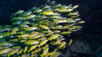 In 1869, the Suez Canal connected the Red Sea to the Mediterranean; over 150 years later, 120 fish species have crossed and scientists predict the next three
