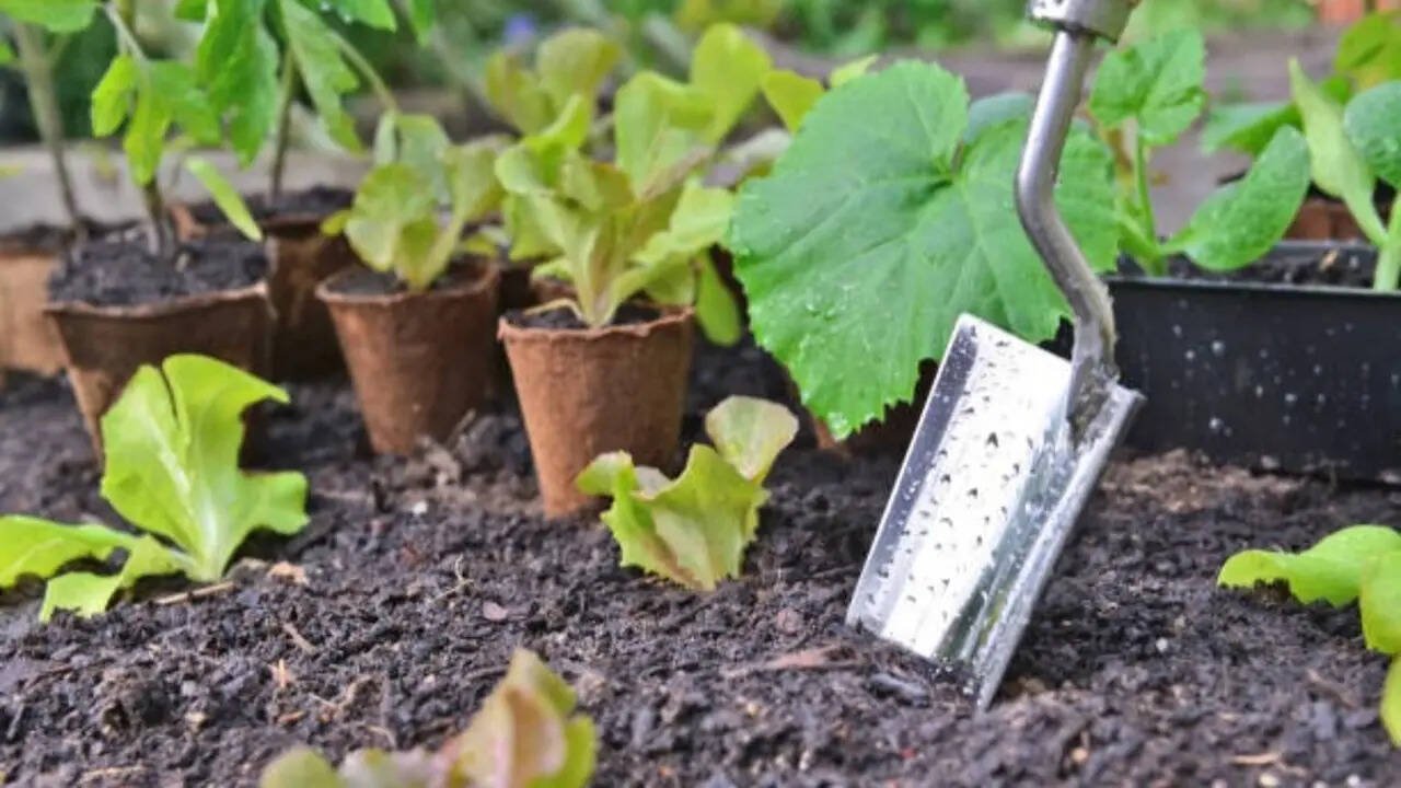 What is the best month to start a garden? Here’s what experts say