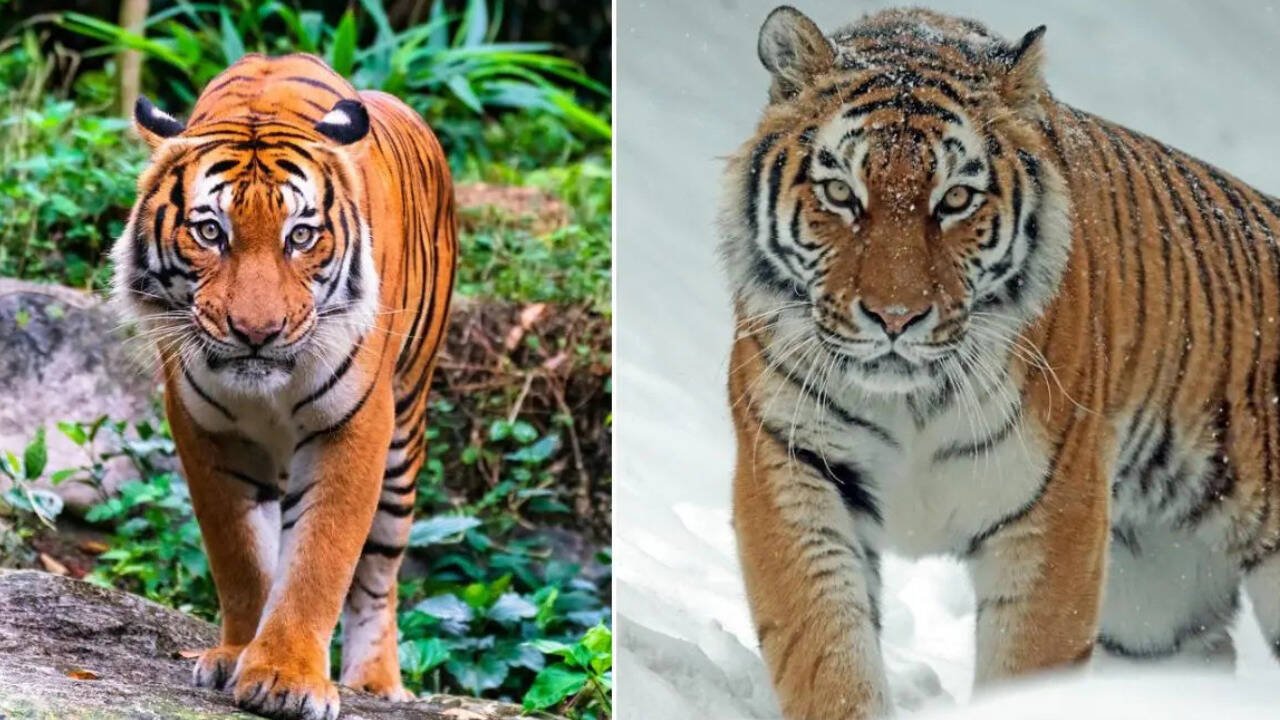 Bengal tiger vs Siberian tiger: What’s the difference?