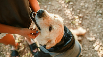 Scientists trained 182 pet dogs to sniff out one of America’s most destructive invasive insects, and most successfully found its hidden eggs |