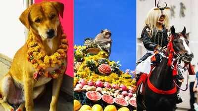 Where dogs are worshipped, monkeys are served feast and cows wear flowers: Unusual animal festivals celebrated worldwide