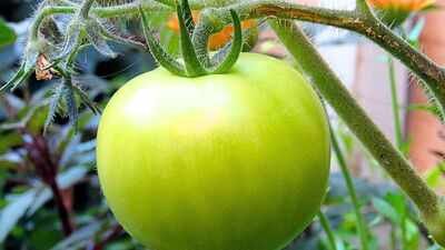 How to ripen green tomatoes indoors and avoid mistakes that can slow the process﻿ |