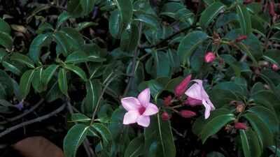 During World War II, Australia cultivated an invasive Madagascar vine for rubber; it later became one of Queensland’s worst weeds |
