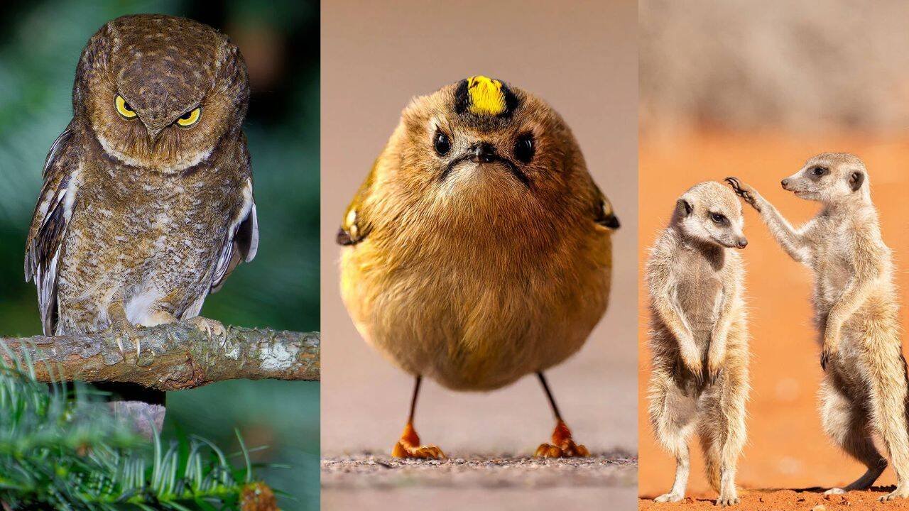10 funniest animal photos shortlisted for the 2026 Comedy Wildlife Awards