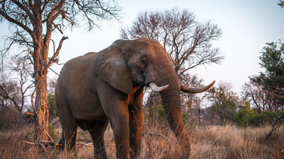 This African park was once called a “silent graveyard” after war wiped out its wildlife; 37 rhinos have returned and produced seven calves |